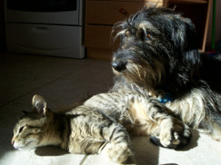 Aliti and Cinders photo