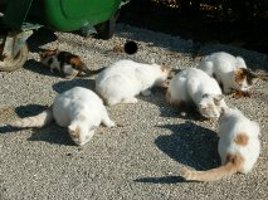 Anemona kittens photo