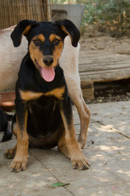 Ark dog Iren photo