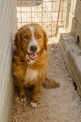 Ark dog Shaggy photo
