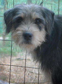 Ark dog Sooty photo
