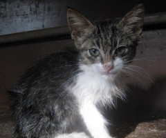 Baby Gizmo photo