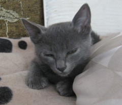 Baby Sooty photo