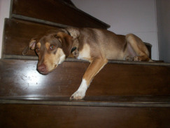 Barnaby on stairs photo