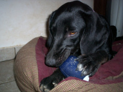 Bear 1 photo