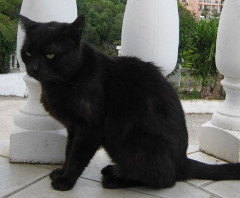 Black Jack on balcony photo