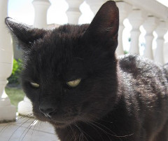 Black Jack photo