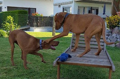 Caramella playing 2