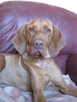 Caramella on sofa photo