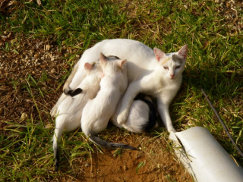 Cat family photo
