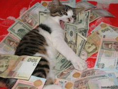 Cat & money photo