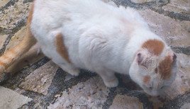 Cat with ear cancer photo