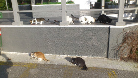 Cats at Alexis bar