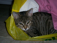 Cinders kitten photo