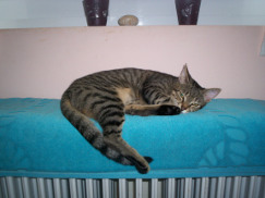 Cinders on radiator photo