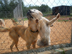 Dogs at KATs photo