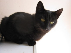 Ella photo