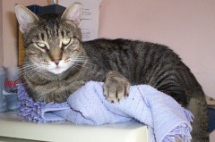 Elvis 2 photo