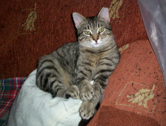 Elvis 3 photo