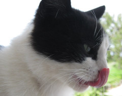 Emily licking her lips photo