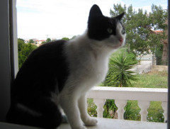 Emily on windowsill photo