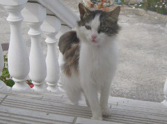 Fluffy Fred on stairs photo