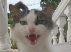 Fluffy Fred photo