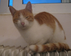 Ginger on radiator photo