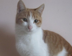 Ginger photo