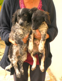 Holly & Wally photo