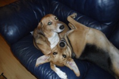 Honey & Lucky on sofa photo