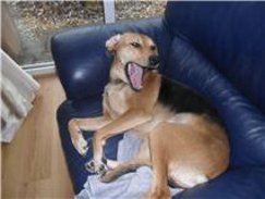 Honey on sofa photo