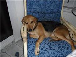Honey on chair photo