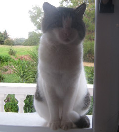 Jesse at the window photo
