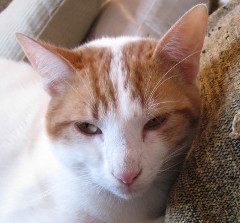Joey close up photo