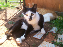 KATs cat photo