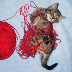 Kitten with wool photo