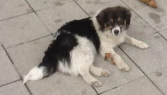 Abandoned Lixouri dog photo