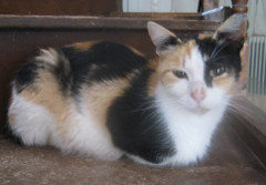 Molly on stairs photo