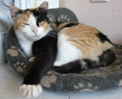 Molly relaxing photo