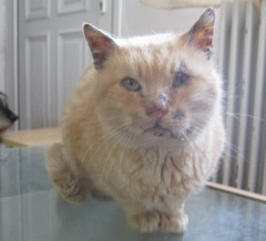 Nelson on table photo