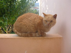 Nelson on wall photo
