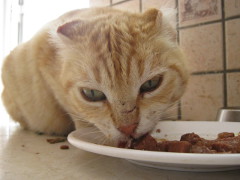 No Ears eating photo