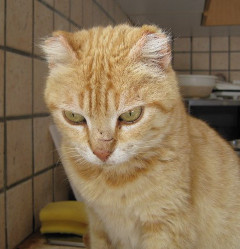 No Ears on counter photo