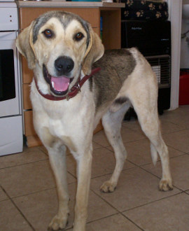 Paddy 2 photo