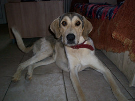 Paddy 1 photo