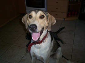 Paddy smiling photo