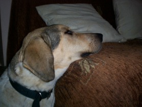 Paddy near sofa photo