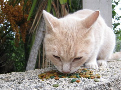 Pat Pat photo