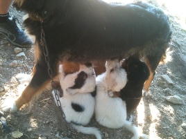 Philos and Mum photo